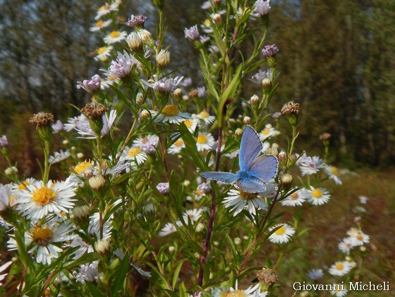 Polyommatus bellargus